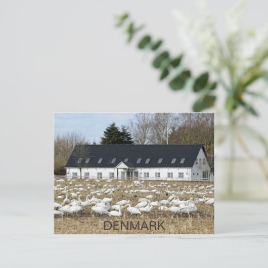 Belle Carte Postale Danemark Swans ! (Debout devant)