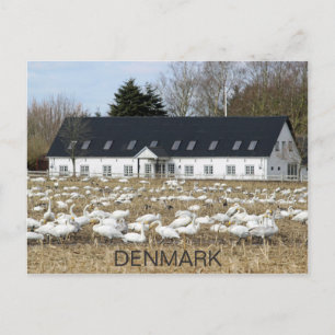 Belle Carte Postale Danemark Swans !