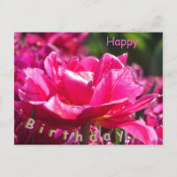 Belle carte postale d'anniversaire avec tulipe ros