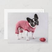 Belle carte postale de Bulldog (Devant / Derrière)