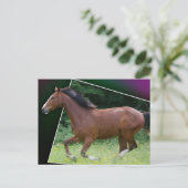 Belle carte postale de cheval (Debout devant)