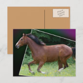 Belle carte postale de cheval (Devant / Derrière)
