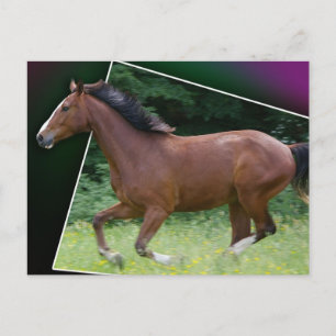 Belle carte postale de cheval