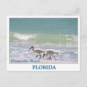 Belle carte postale de Clearwater Beach Florida