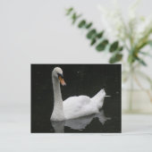 Belle carte postale de cygne blanc (Debout devant)