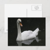 Belle carte postale de cygne blanc (Devant / Derrière)