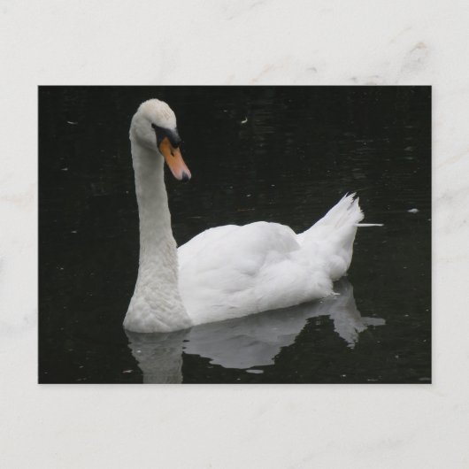 Belle carte postale de cygne blanc (Devant)