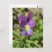 Belle carte postale de fleur de violet (Devant / Derrière)