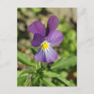 Belle carte postale de fleur de violet