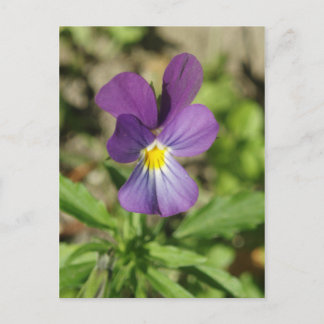 Belle carte postale de fleur de violet