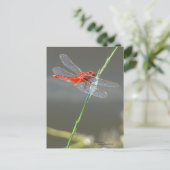 Belle carte postale de libellules rouges (Debout devant)