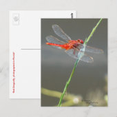 Belle carte postale de libellules rouges (Devant / Derrière)