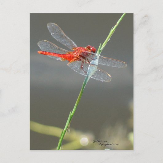 Belle carte postale de libellules rouges (Devant)