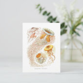 Belle carte postale de méduses (Debout devant)