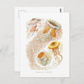 Belle carte postale de méduses (Devant / Derrière)