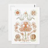 Belle carte postale de méduses (Devant / Derrière)