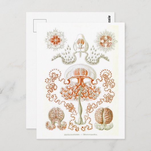 Belle carte postale de méduses (Devant / Derrière)