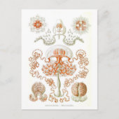 Belle carte postale de méduses (Devant)