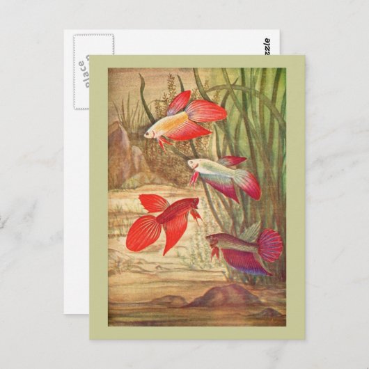 Belle carte postale de poisson tropical (Devant / Derrière)