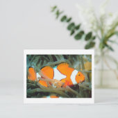 Belle carte postale de poisson tropique (Debout devant)