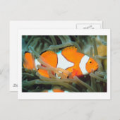 Belle carte postale de poisson tropique (Devant / Derrière)