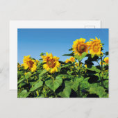 Belle carte postale de tournesols ukrainiens (Devant / Derrière)