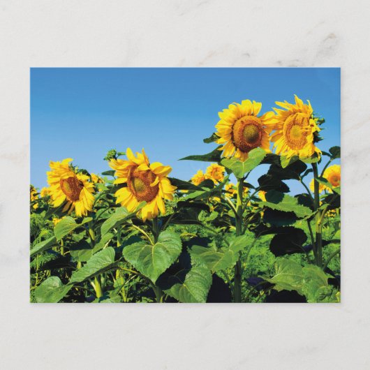 Belle carte postale de tournesols ukrainiens (Devant)
