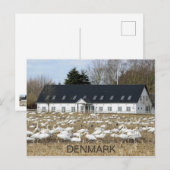 Belle carte postale des cygnes du Danemark ! (Devant / Derrière)