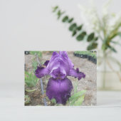 Belle carte postale d'iris violet (Debout devant)