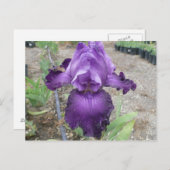 Belle carte postale d'iris violet (Devant / Derrière)
