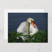 Belle carte postale do-it-yourself cygne (Devant / Derrière)