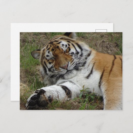 Belle carte postale do-it-yourself tigre (Devant / Derrière)