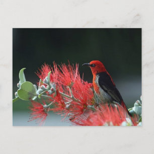 Belle carte postale d'oiseau de miel de Scarlet