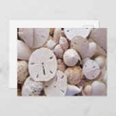 Belle carte postale Dollar de sable (Devant / Derrière)