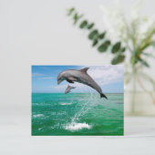 Belle carte postale Dolphins (Debout devant)