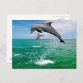 Belle carte postale Dolphins (Devant / Derrière)