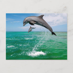 Belle carte postale Dolphins