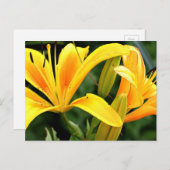 Belle carte postale Floral Jaune Lys (Devant / Derrière)