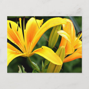 Belle carte postale Floral Jaune Lys