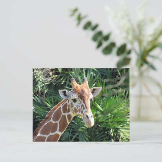 Belle carte postale Giraffe (Debout devant)