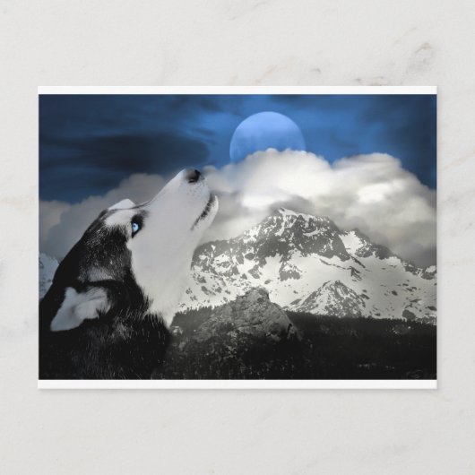 Belle carte postale Husky Holiday (Devant)