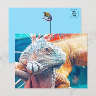 Belle carte postale iguane