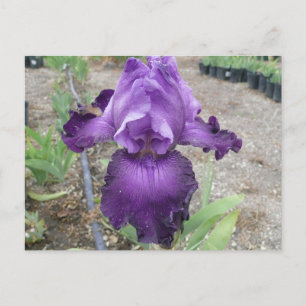 Belle carte postale iris violet