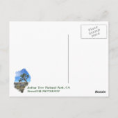 Belle Carte Postale Joshua Tree ! (Dos)