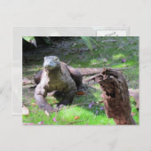 Belle carte postale Komodo Dragon (Devant / Derrière)