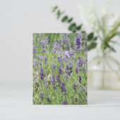 Belle carte postale Lavender (Debout devant)