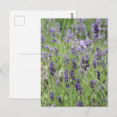 Belle carte postale Lavender (Devant / Derrière)