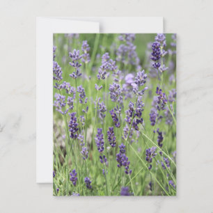 Belle carte postale Lavender