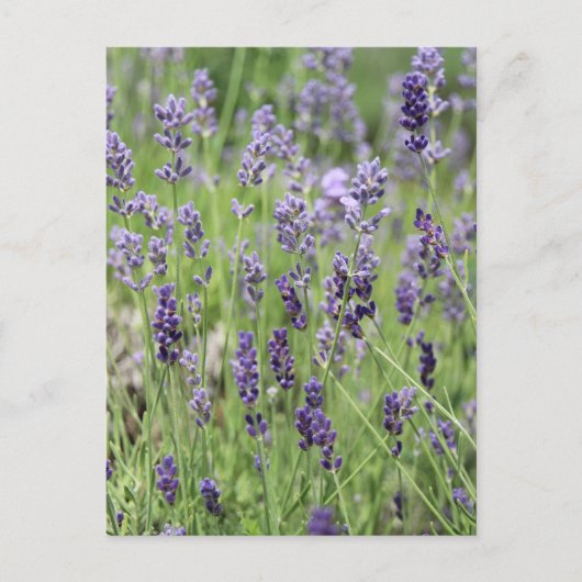 Belle carte postale Lavender (Devant)