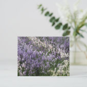 Belle carte postale Lavender (Debout devant)